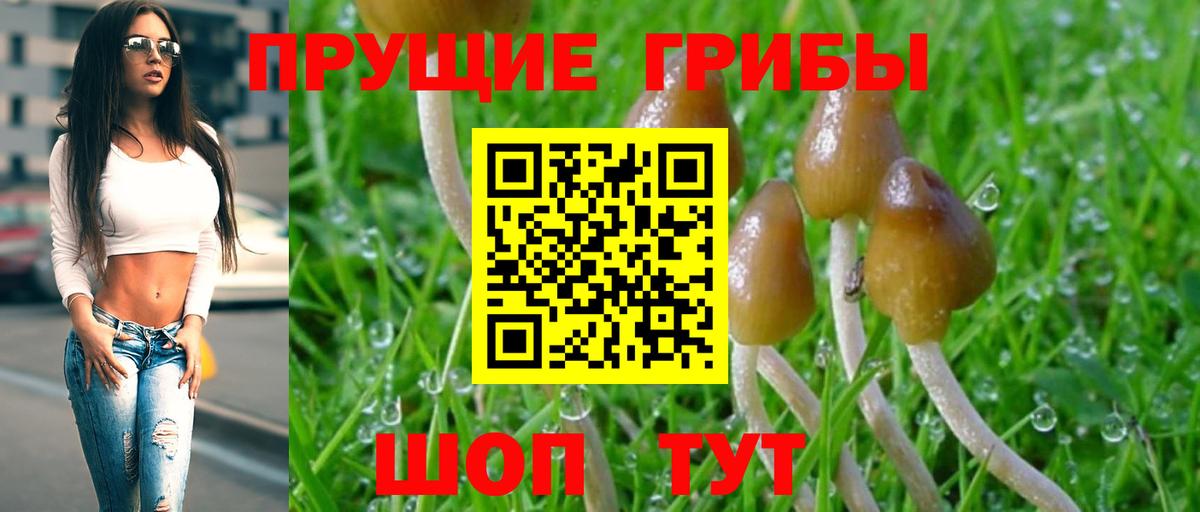 Псилоцибиновые грибы прущие грибы Новокубанск